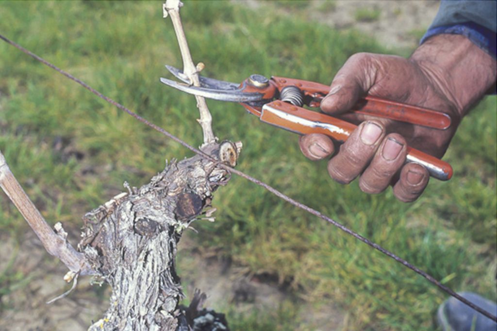 Taille-vigne-main