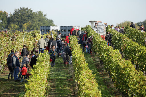 Initiation aux vendanges