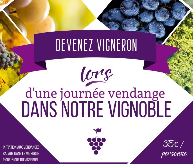 Initiation aux vendanges