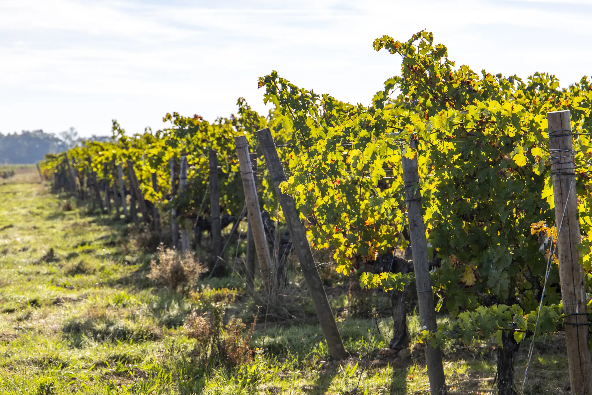 Viticulture raisonnée label HVE - Domaine Gagnebert Anjou
