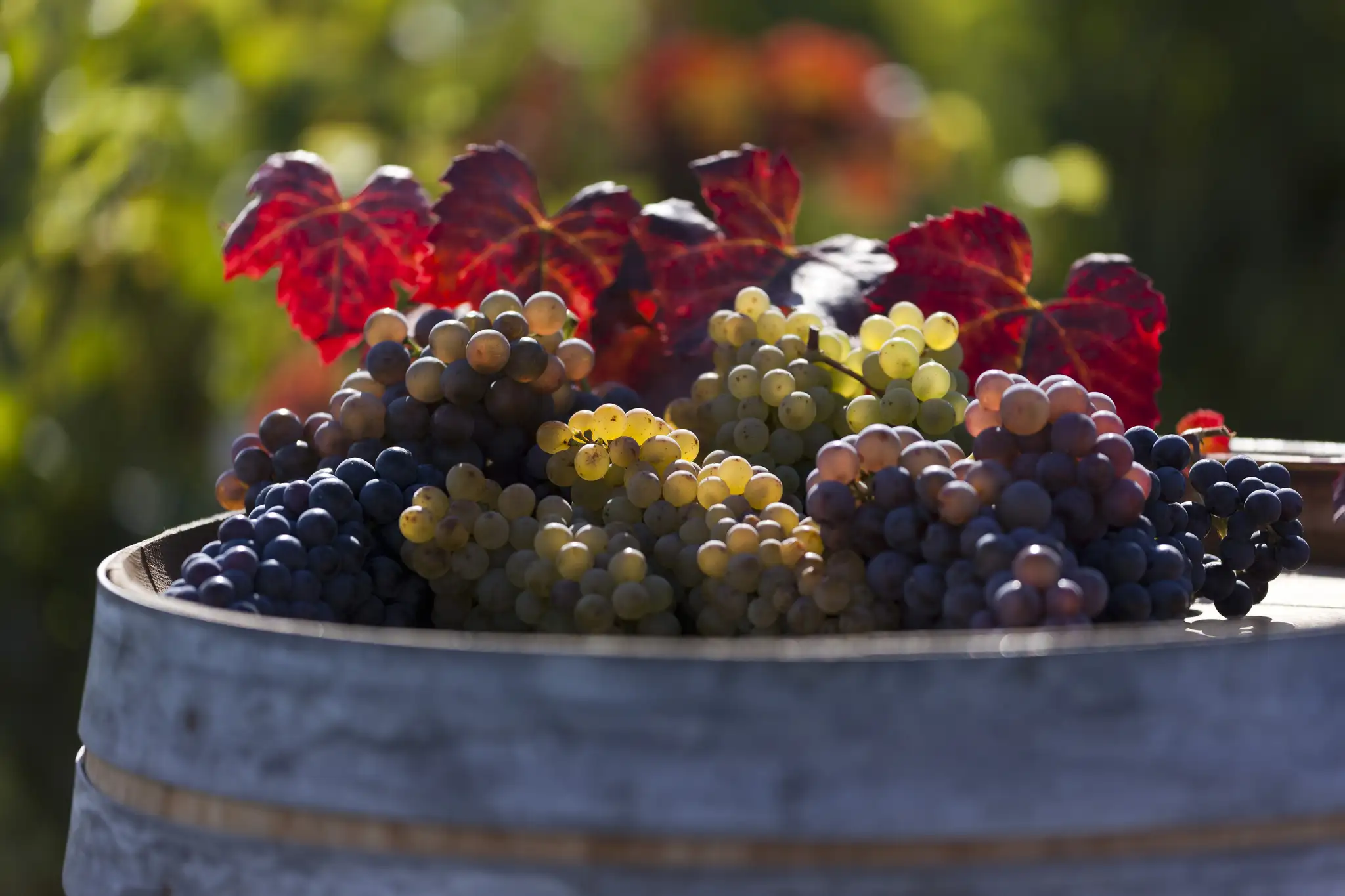 Grappes de raisins sur une cuve - Vignoble Gagnebert Juigné-sur-Loire