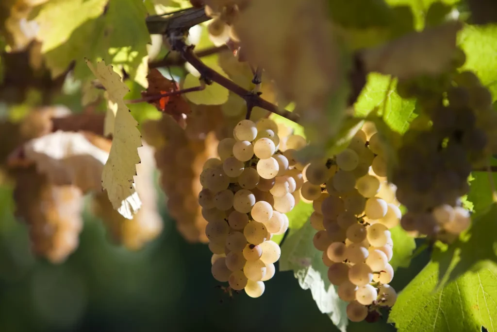 Vignoble de 120 hectares du Domaine Gagnebert en Anjou