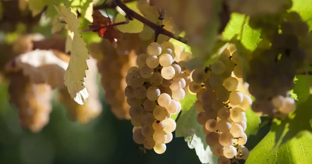 Vignoble de 120 hectares du Domaine Gagnebert en Anjou